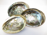 Abalone Shell Wholesale
