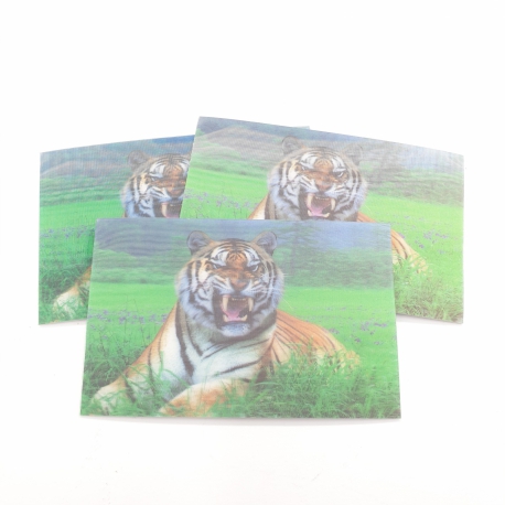 3D Animal Magnet Cards Tiger II