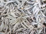 Wholesale - White Sage Leaves 50gram