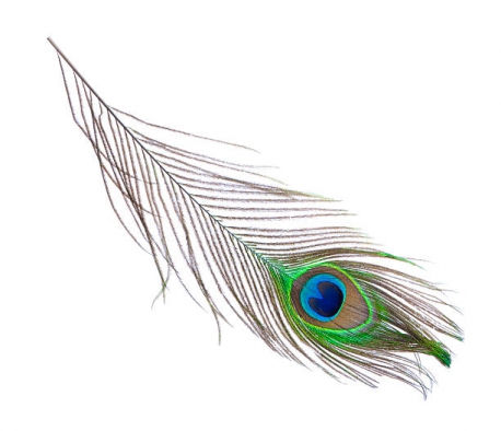 Peacock Feather Wholesale