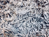 Wholesale - White Sage Leaves 500g ** AA quality **
