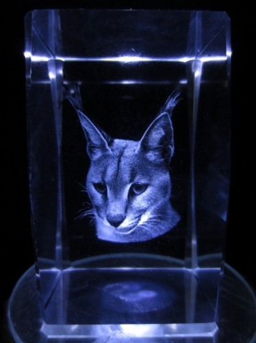 3D head of a cat 5x8