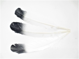 White Sage Smudge Feather white/black - Wholesale