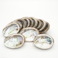 Wholesale - Abalone Shell Mini