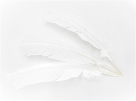 White Sage Smudge Feather white (3 pieces) - wholesale