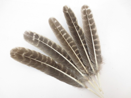 White Sage Smudge Feather Wholesale