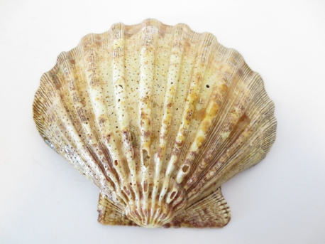 Abalone Shell (Lion Peacook) Wholesale 
