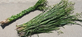 Wholesale Sweetgrass AA Quality 60-70 cm