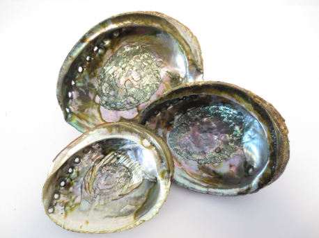 Abalone Shell Wholesale